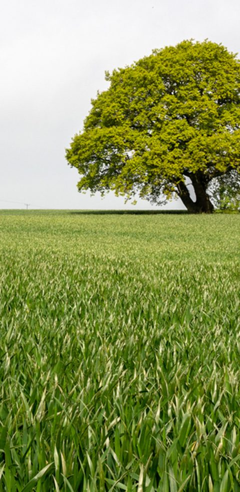A large tree with green leaves stands at the edge of a field of tall grass under a cloudy sky, capturing the natural beauty often found near new build homes in Fort Worth TX.